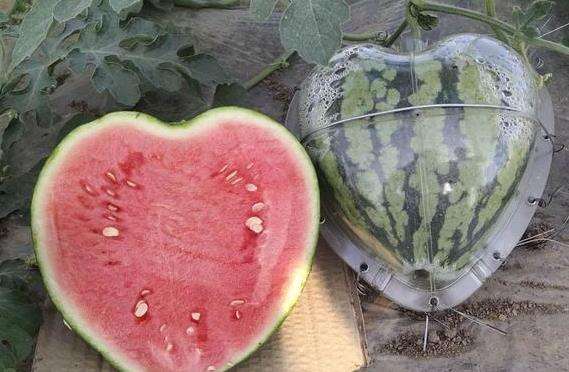 果蔬輸送帶廠家:瓜農(nóng)種心形西瓜520贈(zèng)愛妻