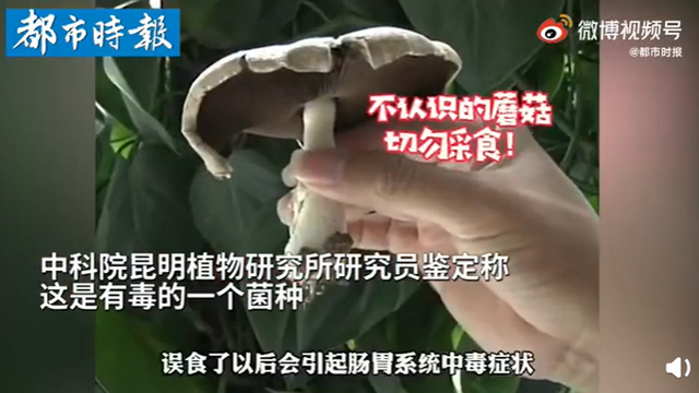 傳送帶輸送帶廠家：神奇！昆明一辦公室內(nèi)竟長(zhǎng)出有毒蘑菇