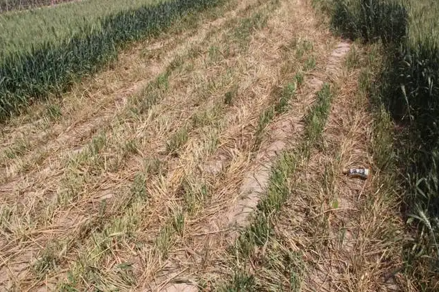 擎川輸送帶支持捍衛(wèi)糧食安全，對(duì)毀麥現(xiàn)象說(shuō)不