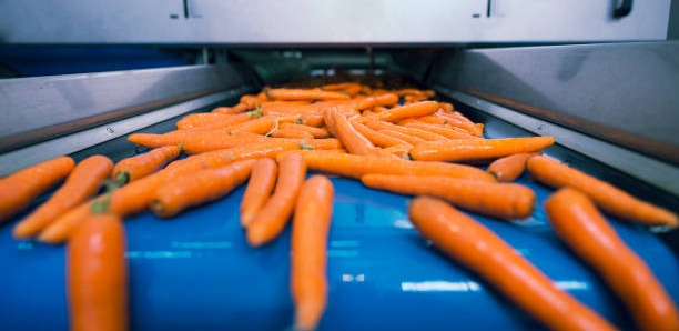 1655796474859822.jpg 果蔬輸送帶1.jpg